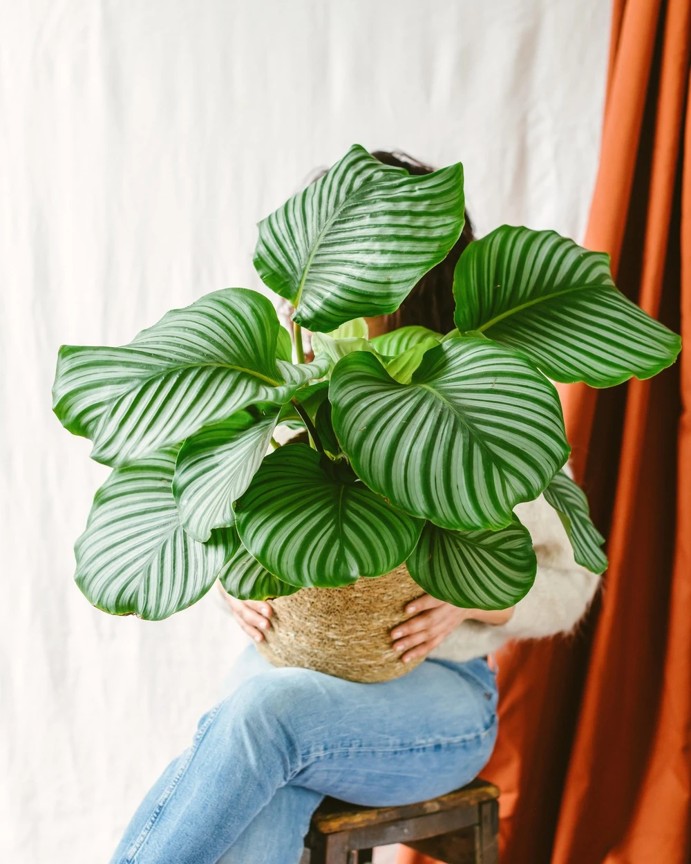 Plante D'intérieur - Calathea Orbifolia L 70cm 1 Plante D'intérieur - Calathea Orbifolia L 70cm