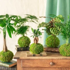 Kokedama - Ficus Tressé -Promos Jardesia Magasin 6377fd14df55f5.97312182