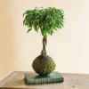 Kokedama - Ficus Tressé
