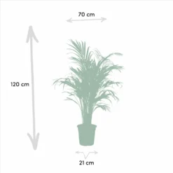 Areca, Dracaena, Yucca - Grande Et Moyennes Plantes D'intérieur -Promos Jardesia Magasin 638f47b77a9ceabe