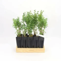 10 Buis Commun (buxus Sempervirens) - Haie De Buis Commun - 10 Jeunes Plants : Taille 10cm 7 10 Buis Commun (buxus Sempervirens) - Haie De Buis Commun - 10 Jeunes Plants : Taille 10cm -Promos Jardesia Magasin 63bca70f6481e0.85631913