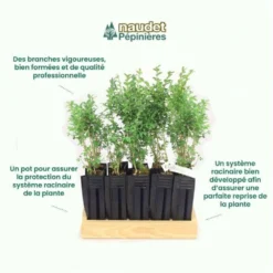 10 Buis Commun (buxus Sempervirens) - Haie De Buis Commun - 10 Jeunes Plants : Taille 10cm 8 10 Buis Commun (buxus Sempervirens) - Haie De Buis Commun - 10 Jeunes Plants : Taille 10cm -Promos Jardesia Magasin 63bca70f685e23.10789299
