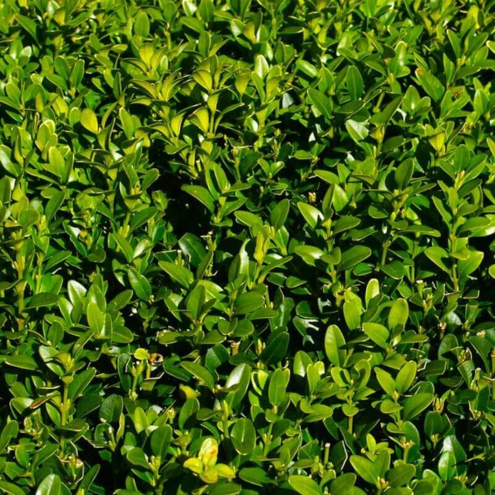 10 Buis Commun (buxus Sempervirens) - Haie De Buis Commun - 10 Jeunes Plants : Taille 10cm 2 10 Buis Commun (buxus Sempervirens) - Haie De Buis Commun - 10 Jeunes Plants : Taille 10cm – Image 2