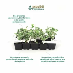 10 Fusain Emerald 'gaiety' (euonymus Fortunei 'gaeity') - Haie Fusain Gaiety - 10 Jeunes Plants : Taille 13/25cm 8 10 Fusain Emerald 'gaiety' (euonymus Fortunei 'gaeity') - Haie Fusain Gaiety - 10 Jeunes Plants : Taille 13/25cm -Promos Jardesia Magasin 63bca736196735.17415685