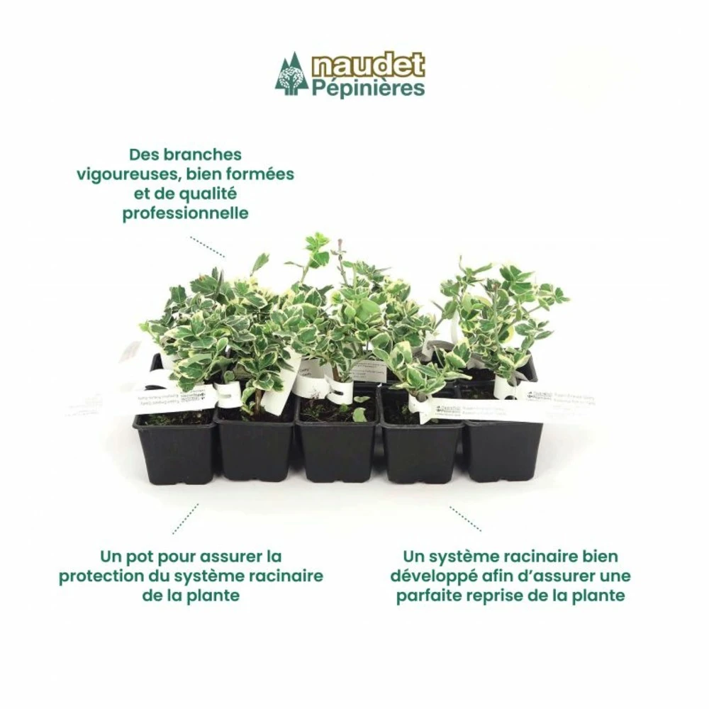 10 Fusain Emerald 'gaiety' (euonymus Fortunei 'gaeity') - Haie Fusain Gaiety - 10 Jeunes Plants : Taille 13/25cm 4 10 Fusain Emerald 'gaiety' (euonymus Fortunei 'gaeity') - Haie Fusain Gaiety - 10 Jeunes Plants : Taille 13/25cm – Image 4