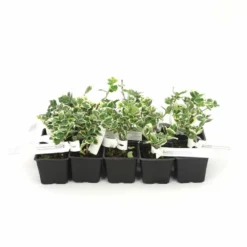 10 Fusain Emerald 'gaiety' (euonymus Fortunei 'gaeity') - Haie Fusain Gaiety - 10 Jeunes Plants : Taille 13/25cm 7 10 Fusain Emerald 'gaiety' (euonymus Fortunei 'gaeity') - Haie Fusain Gaiety - 10 Jeunes Plants : Taille 13/25cm -Promos Jardesia Magasin 63bca7361fc7b5.60773843