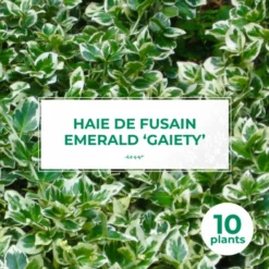 10 Fusain Emerald 'gaiety' (euonymus Fortunei 'gaeity') - Haie Fusain Gaiety - 10 Jeunes Plants : Taille 13/25cm