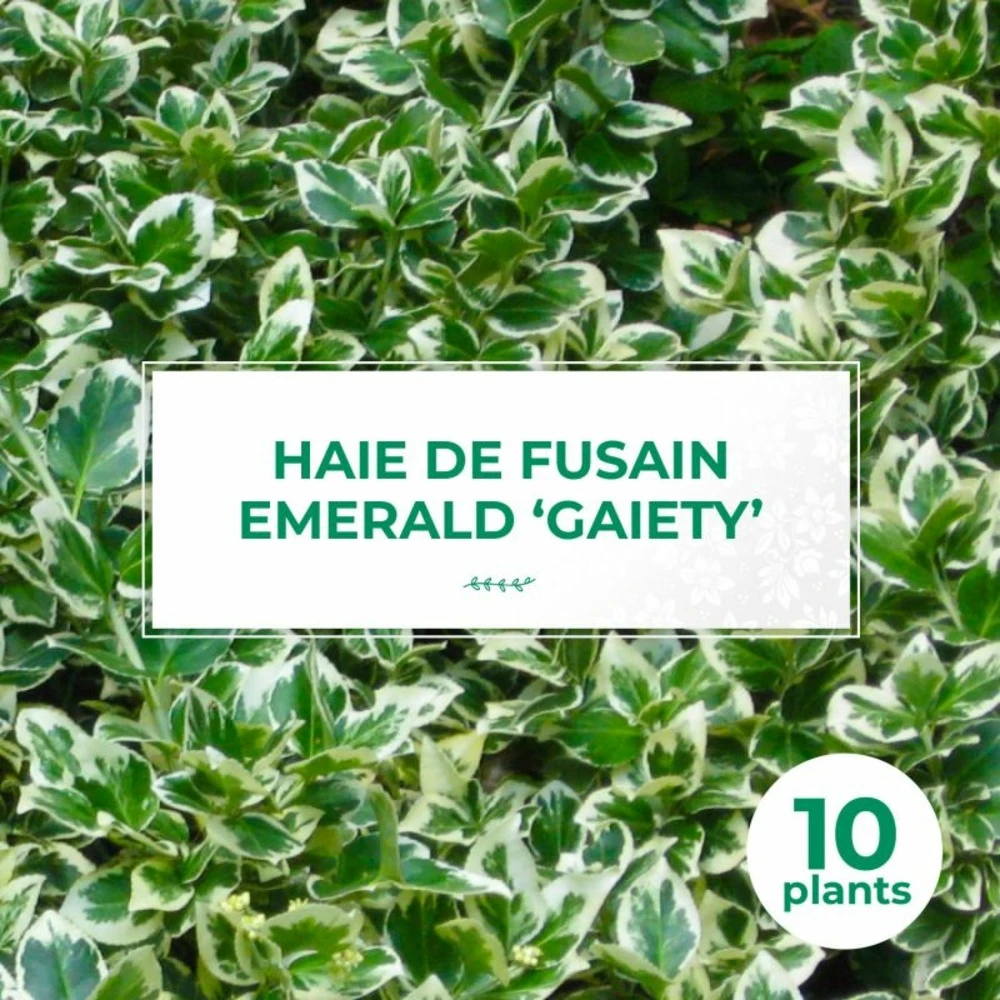 10 Fusain Emerald 'gaiety' (euonymus Fortunei 'gaeity') - Haie Fusain Gaiety - 10 Jeunes Plants : Taille 13/25cm 1 10 Fusain Emerald 'gaiety' (euonymus Fortunei 'gaeity') - Haie Fusain Gaiety - 10 Jeunes Plants : Taille 13/25cm