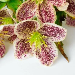 Clématite Cirrhosa 'freckles' - Conteneur 3l