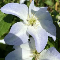 Clématite 'yukikomachi' - Conteneur 3l - Taille 30/60cm