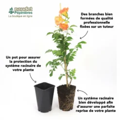 Clématite 'georges Jackman' - Conteneur 3l 5 Clématite 'georges Jackman' - Conteneur 3l -Promos Jardesia Magasin 63cf866de8e818.02977511