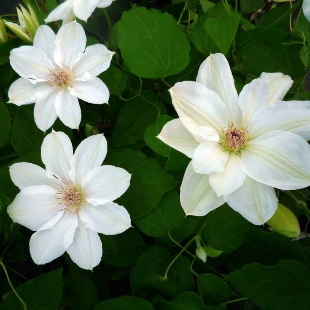 Clématite 'georges Jackman' - Conteneur 3l 1 Clématite 'georges Jackman' - Conteneur 3l