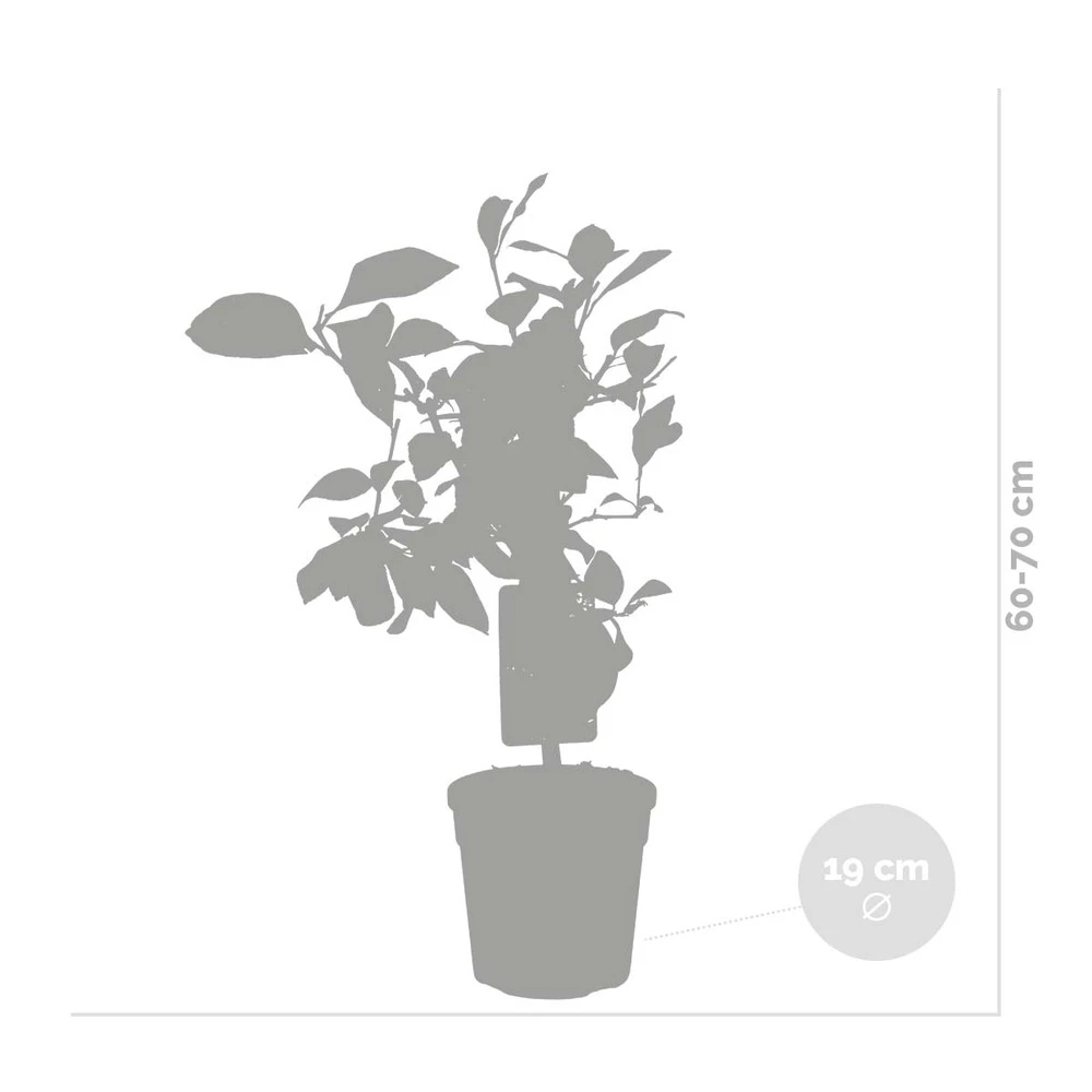 Citrus Limon - Citronnier - Arbre Fruitier - Persistant - ⌀19 Cm - ↕60-70 Cm 3 Citrus Limon - Citronnier - Arbre Fruitier - Persistant - ⌀19 Cm - ↕60-70 Cm – Image 3