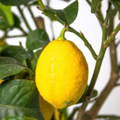 Citrus Limon - Citronnier - Arbre Fruitier - Persistant - ⌀19 Cm - ↕60-70 Cm 7 Citrus Limon - Citronnier - Arbre Fruitier - Persistant - ⌀19 Cm - ↕60-70 Cm -Promos Jardesia Magasin 63eb91225a4171.66117877
