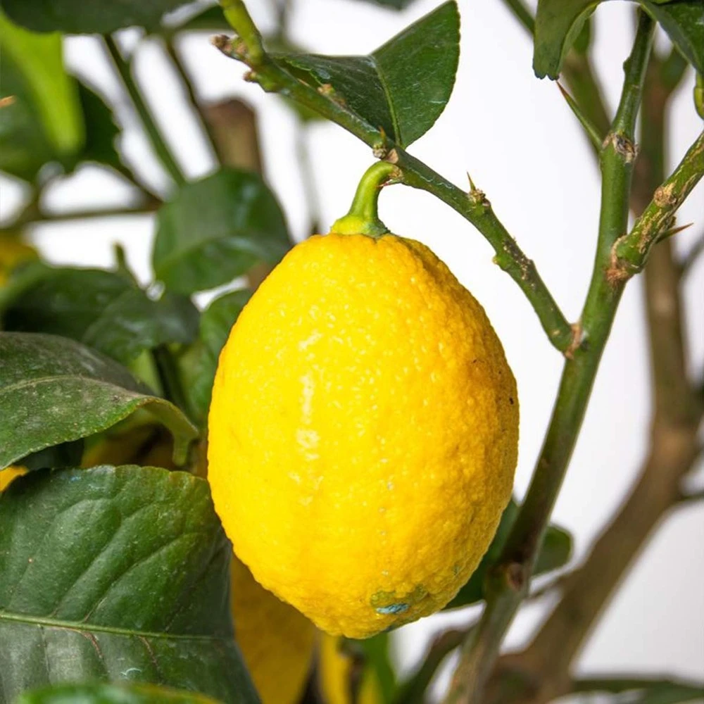 Citrus Limon - Citronnier - Arbre Fruitier - Persistant - ⌀19 Cm - ↕60-70 Cm 4 Citrus Limon - Citronnier - Arbre Fruitier - Persistant - ⌀19 Cm - ↕60-70 Cm – Image 4