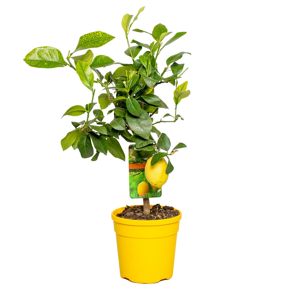 Citrus Limon - Citronnier - Arbre Fruitier - Persistant - ⌀19 Cm - ↕60-70 Cm 1 Citrus Limon - Citronnier - Arbre Fruitier - Persistant - ⌀19 Cm - ↕60-70 Cm