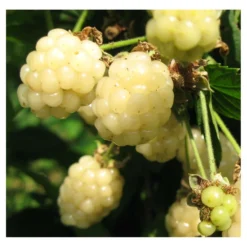 Mûre Fruticosus Polar Berry™/pot De 1,5l - Tuteur Bambou 30/60 Cm