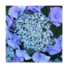 Hortensia Macrophylla Blaumeise/pot De 3l - 20/40 Cm