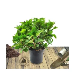 Hortensia Macrophylla Tricolor/pot De 4l - 40/60 Cm