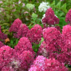 Hortensia Paniculata Framboisine ® 'rensam'/pot De 4l - 40/60 Cm -Promos Jardesia Magasin 63ed2ce2aa6a03.90611395