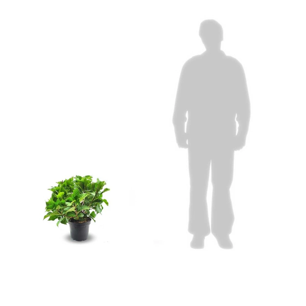 Hortensia Macrophylla Rose/pot De 4l - 40/60 Cm 2 Hortensia Macrophylla Rose/pot De 4l - 40/60 Cm – Image 2