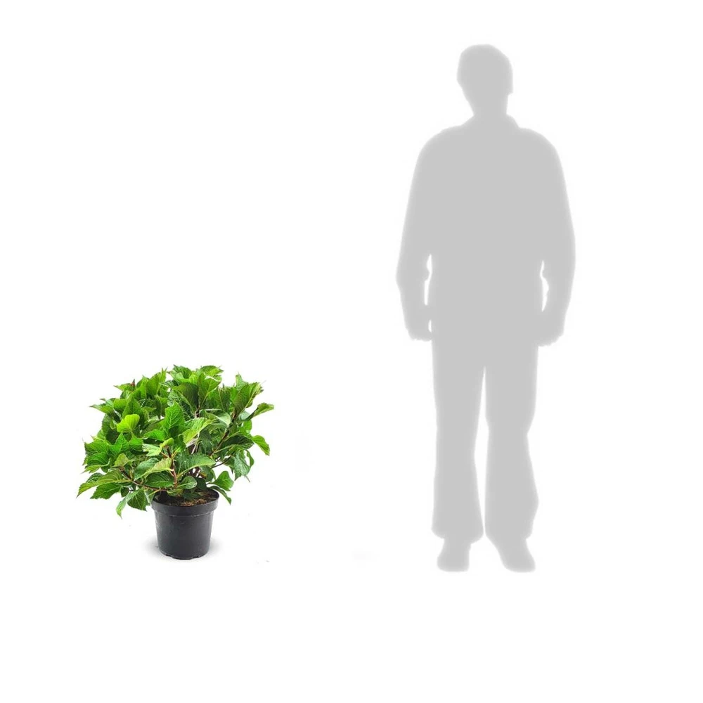 Hortensia Macrophylla Tricolor/pot De 7,5l - 40/60 Cm 2 Hortensia Macrophylla Tricolor/pot De 7,5l - 40/60 Cm – Image 2