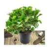 Hortensia Macrophylla Tricolor/pot De 7,5l - 40/60 Cm