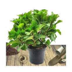 Hortensia Macrophylla Rouge/pot De 7,5l - 40/60 Cm