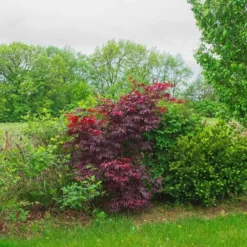 Érable Palmé Palmatum Bloodgood/pot De 4l - 60/120 Cm 9 Érable Palmé Palmatum Bloodgood/pot De 4l - 60/120 Cm -Promos Jardesia Magasin 63ed2de23db926.78106576