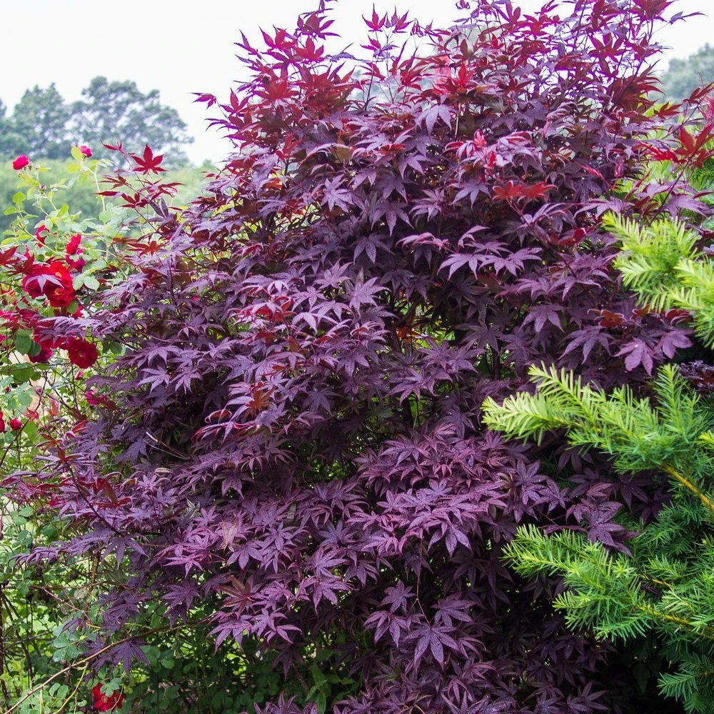 Érable Palmé Palmatum Bloodgood/pot De 4l - 60/120 Cm 3 Érable Palmé Palmatum Bloodgood/pot De 4l - 60/120 Cm – Image 3