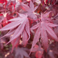 Érable Palmé Palmatum Bloodgood/pot De 4l - 60/120 Cm 11 Érable Palmé Palmatum Bloodgood/pot De 4l - 60/120 Cm -Promos Jardesia Magasin 63ed2de24e2d04.79049825