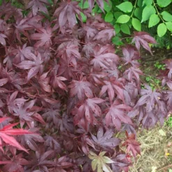 Érable Palmé Palmatum Bloodgood/pot De 4l - 60/120 Cm 10 Érable Palmé Palmatum Bloodgood/pot De 4l - 60/120 Cm -Promos Jardesia Magasin 63ed2de25e1110.83003604