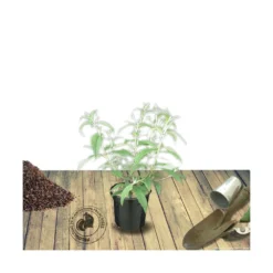 Arbre Aux Papillons Davidii Nanho Purple/pot De 3l - 20/40 Cm