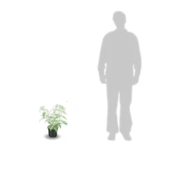 Arbre Aux Papillons Davidii White Profusion/pot De 3l - 20/40 Cm -Promos Jardesia Magasin 63ed2dfb91e5e7.31220120