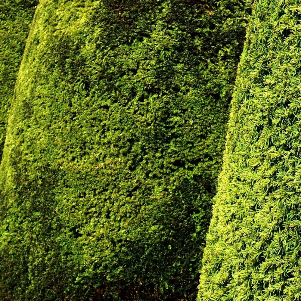 If Commun Baccata Fastigiata Aurea/pot De 3l - 20/40 Cm 1 If Commun Baccata Fastigiata Aurea/pot De 3l - 20/40 Cm