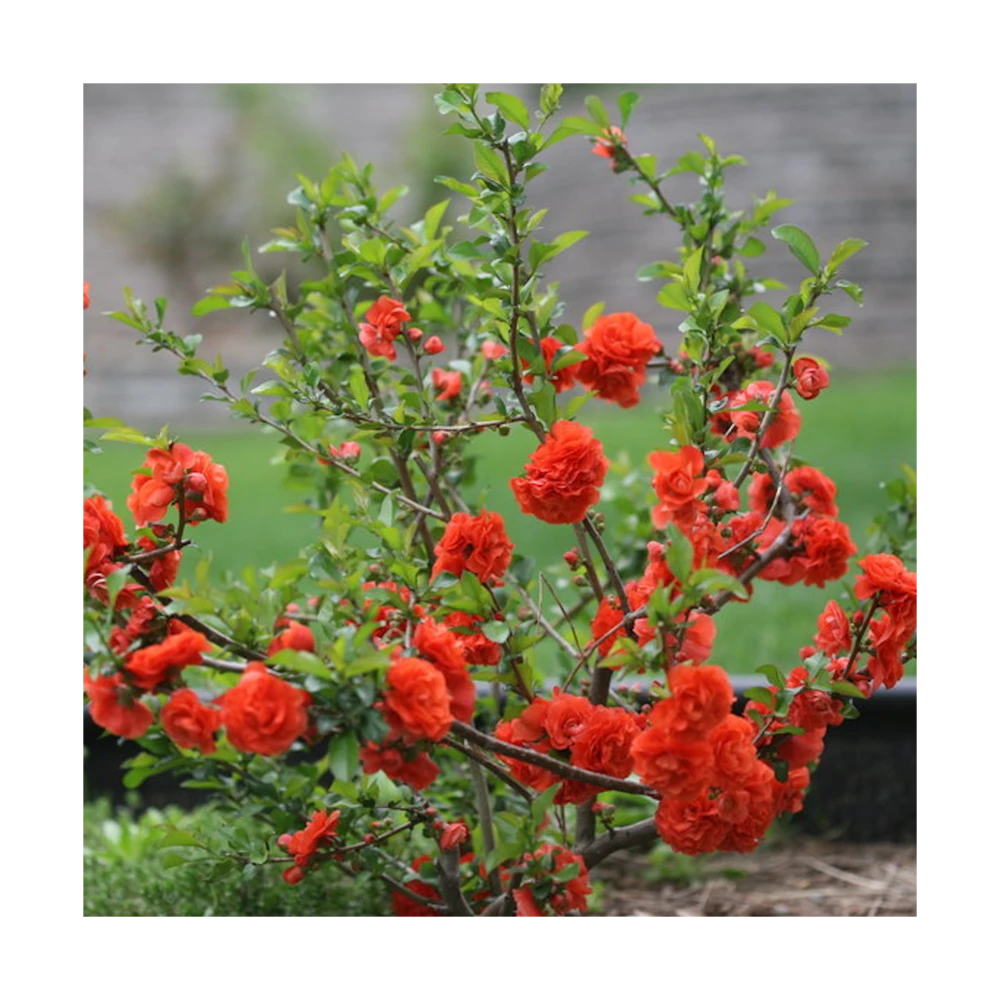 Cognassier Du Japon Mango Storm® 'mincha01'/pot De 3l - 20/40 Cm 2 Cognassier Du Japon Mango Storm® 'mincha01'/pot De 3l - 20/40 Cm – Image 2