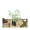 Arbre Aux Papillons Davidii Nanho Purple/pot De 4l - 40/60 Cm