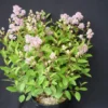 Ceanothe Pallidus Perle Rose/pot De 3 L - 40/50 Cm