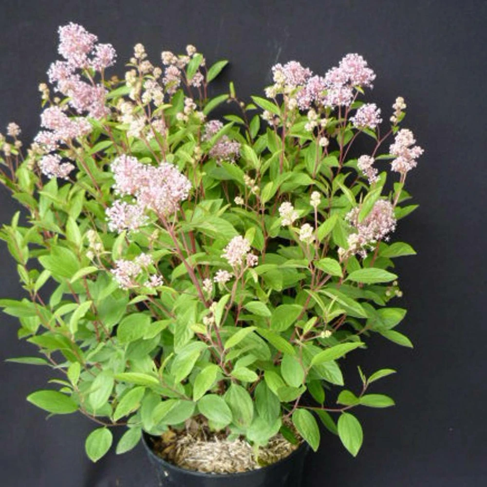 Ceanothe Pallidus Perle Rose/pot De 3 L - 40/50 Cm 1 Ceanothe Pallidus Perle Rose/pot De 3 L - 40/50 Cm