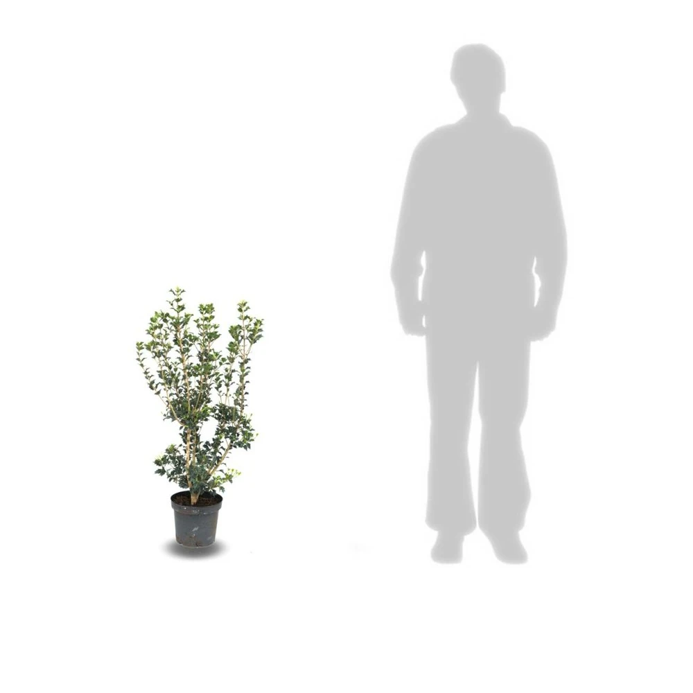 Osmanthe X Burkwoodii/pot De 7,5l - 60/80 Cm 2 Osmanthe X Burkwoodii/pot De 7,5l - 60/80 Cm – Image 2