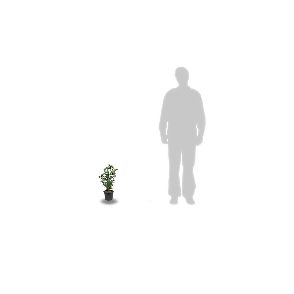 Hibiscus Syriacus French Cabaret® Purple 'mindouv5'/pot De 4l 2 Hibiscus Syriacus French Cabaret® Purple 'mindouv5'/pot De 4l – Image 2