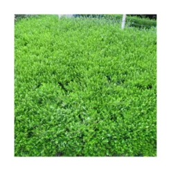 Chèvrefeuille Cupule Pileata/pot De 3l - 20/40 Cm