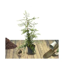 Buisson Ardent Coccinea Soleil D'or/pot De 7,5l - 100/150 Cm