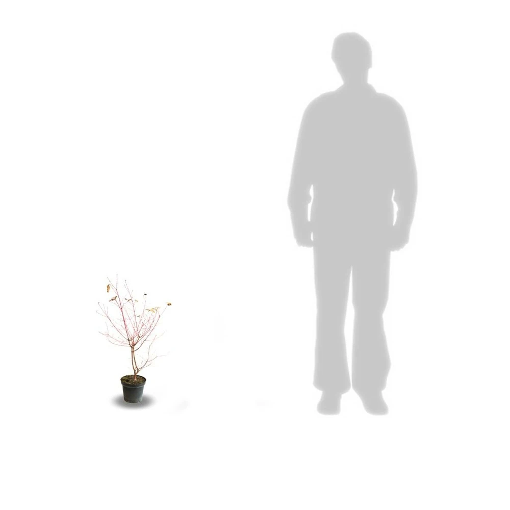 Cornouiller Blanc Alba Elegantissima/pot De 4l - 40/60 Cm 2 Cornouiller Blanc Alba Elegantissima/pot De 4l - 40/60 Cm – Image 2