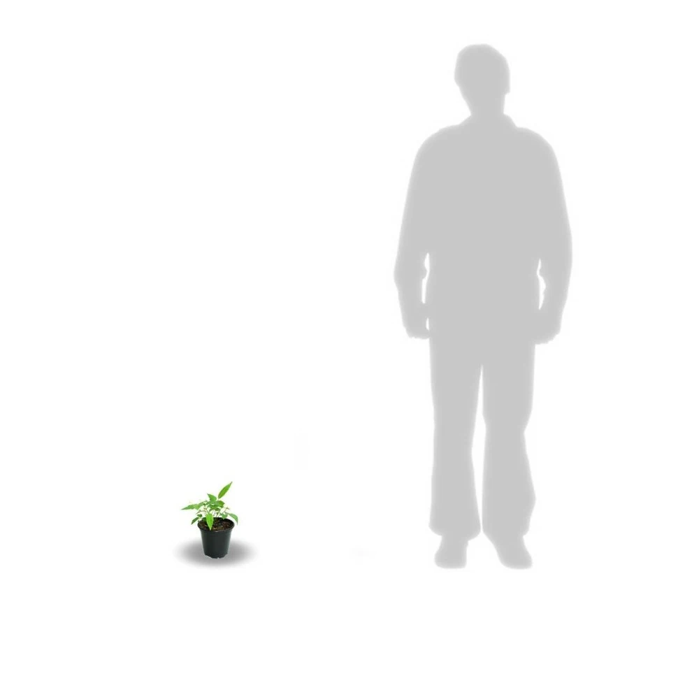 Clématite Viticella Avant Garde™ 'evipo033'/godet. 3 Clématite Viticella Avant Garde™ 'evipo033'/godet. – Image 3