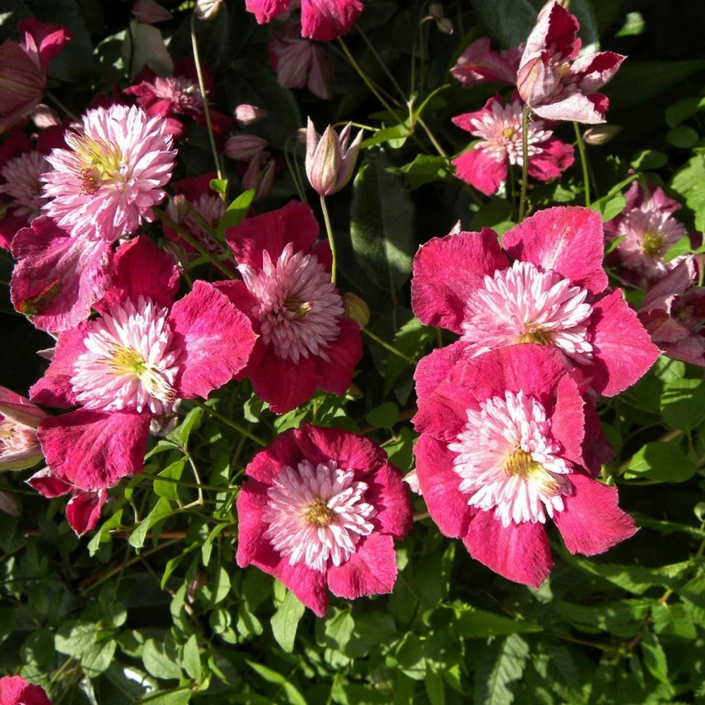 Clématite Viticella Avant Garde™ 'evipo033'/godet. 1 Clématite Viticella Avant Garde™ 'evipo033'/godet.