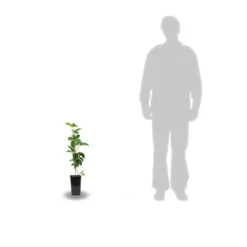 Vigne Vierge Quinquefolia Murorum/pot De 1,5l - Tuteur Bambou 30/60 Cm -Promos Jardesia Magasin 63ed44fee66b07.66423796