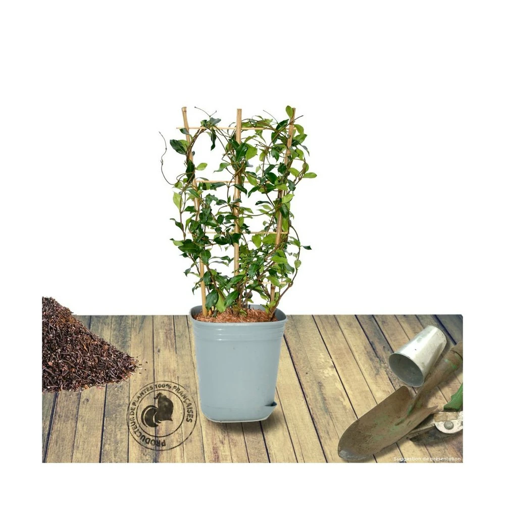 Jasmin étoilé Asiaticum Pink Showers®/pot Déco De 4,6l - Echelle 60 Cm 2 Jasmin étoilé Asiaticum Pink Showers®/pot Déco De 4,6l - Echelle 60 Cm – Image 2