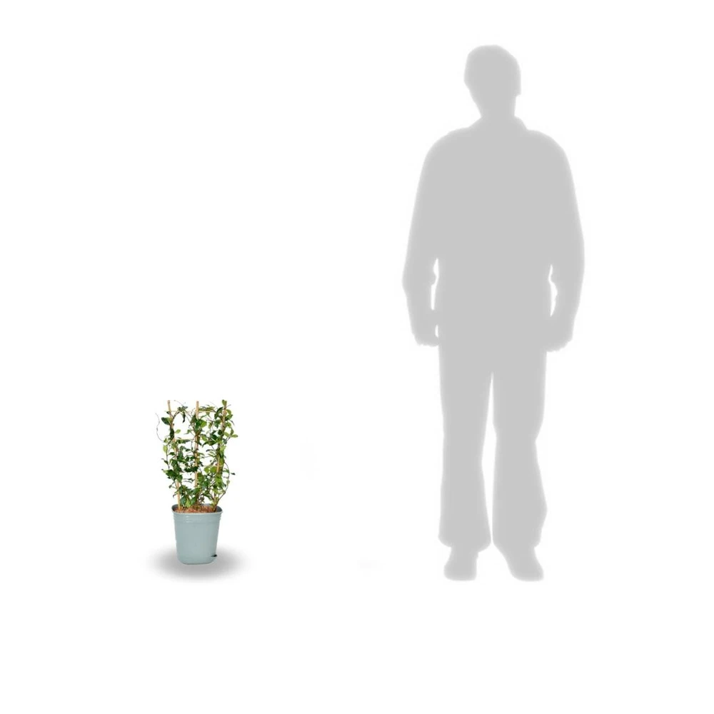 Jasmin étoilé Asiaticum Pink Showers®/pot Déco De 4,6l - Echelle 60 Cm 3 Jasmin étoilé Asiaticum Pink Showers®/pot Déco De 4,6l - Echelle 60 Cm – Image 3