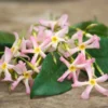 Jasmin étoilé Asiaticum Pink Showers®/pot Déco De 4,6l - Echelle 60 Cm